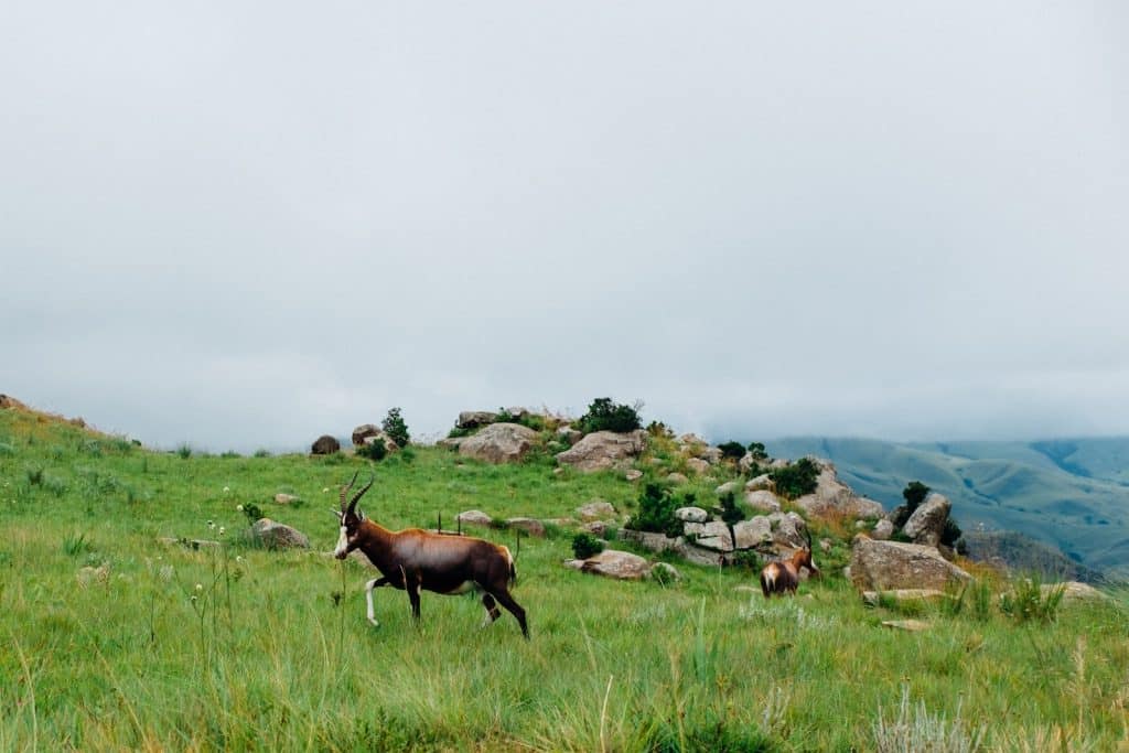 brown and white mountain goat